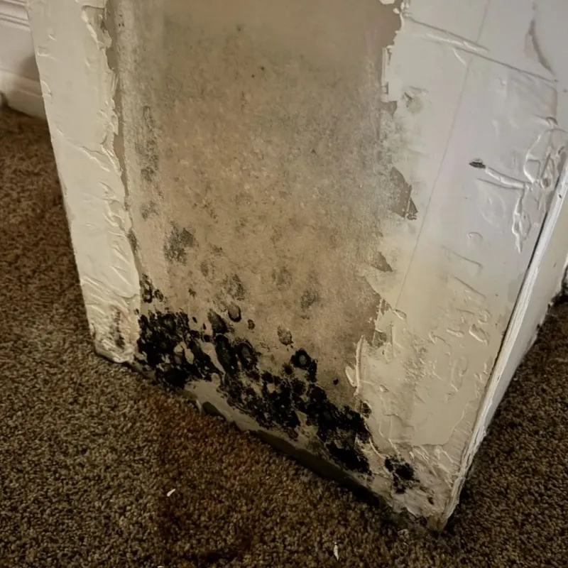 Professional Mold Removal in Trotwood, OH